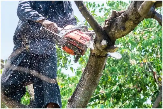 tree services Hydetown